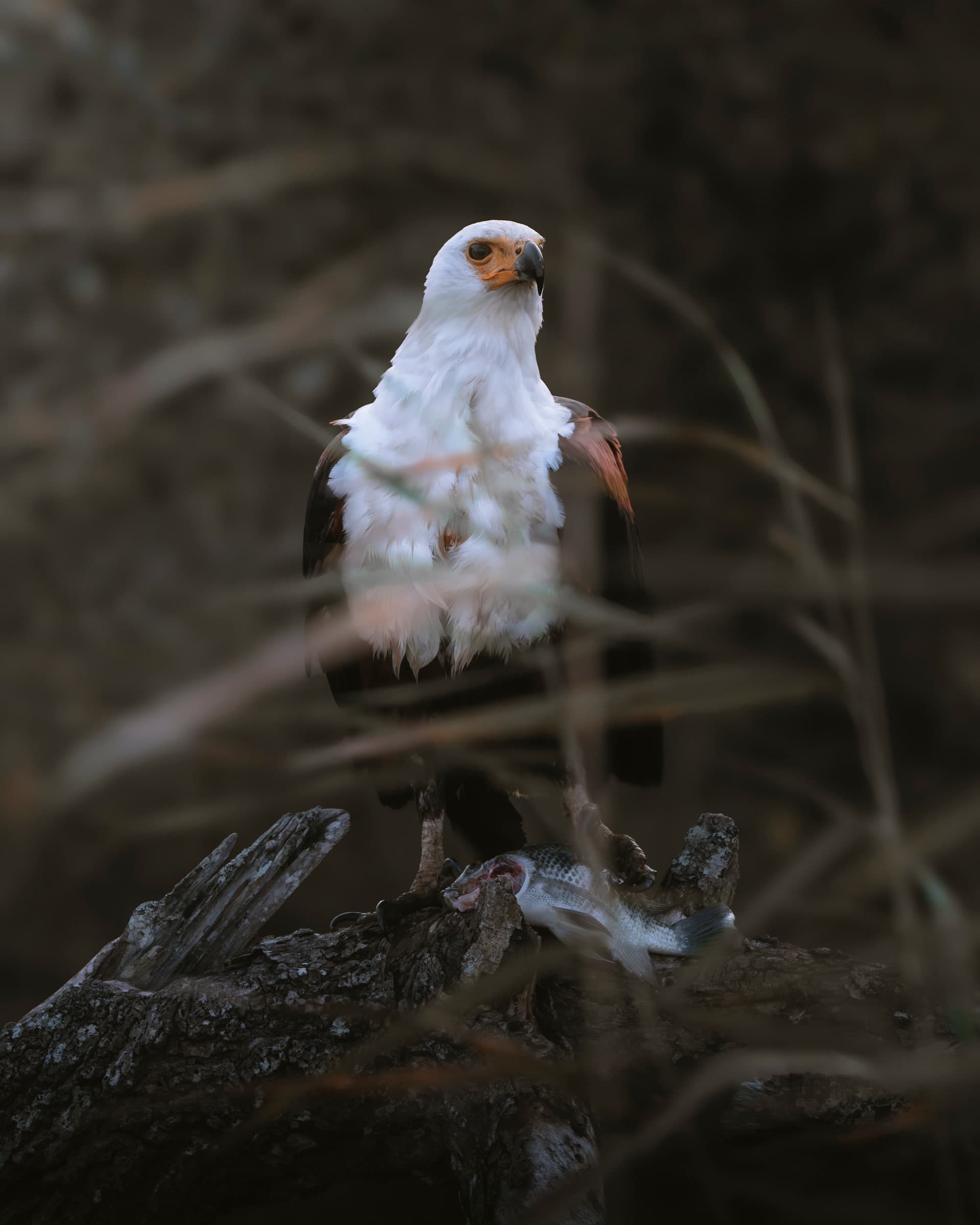 Schreiseeadler sitzt auf einem toten Ast im dichten Uferbewuchs