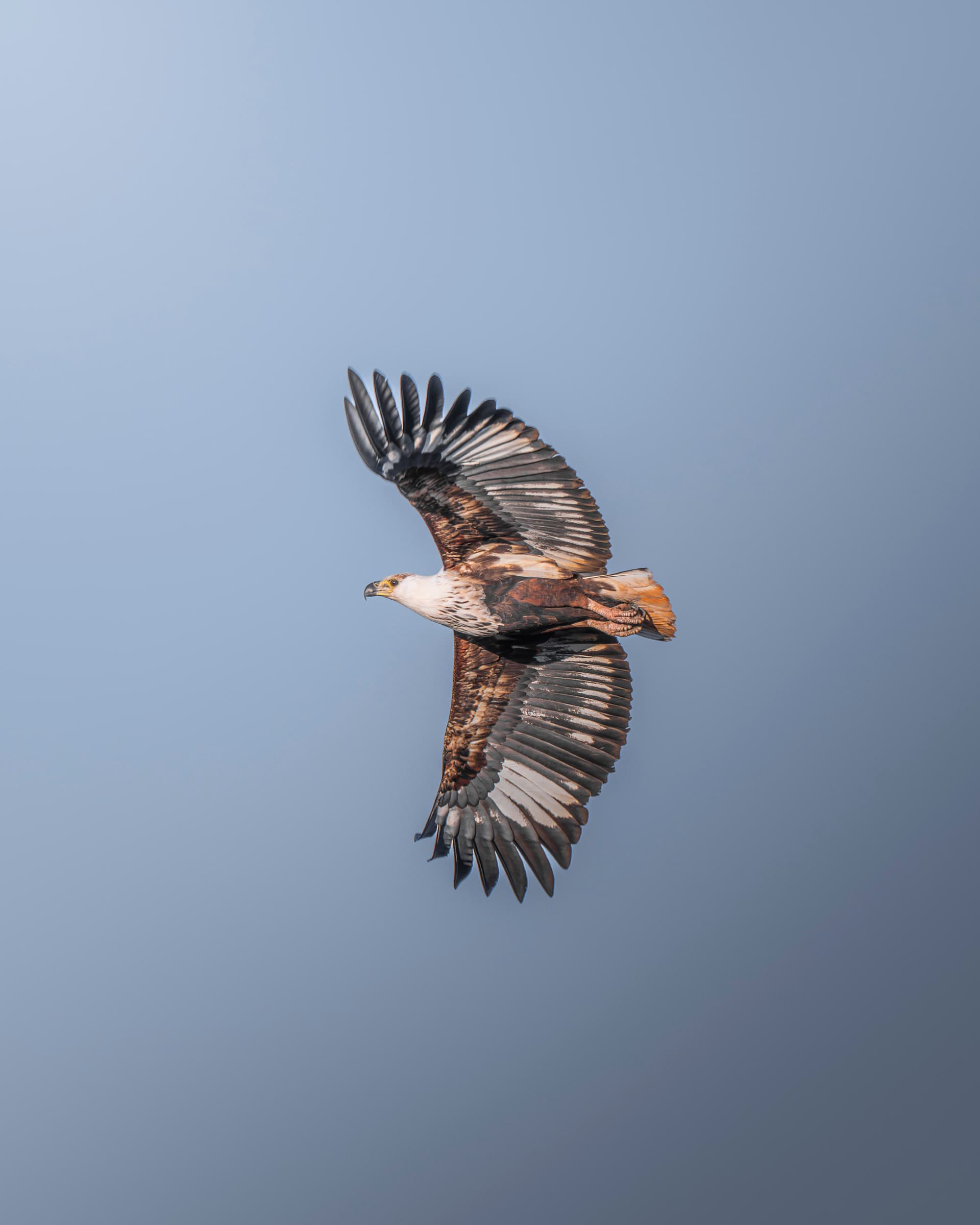 Geier im Gleitflug mit voll ausgebreiteten Schwingen vor hellem Himmel