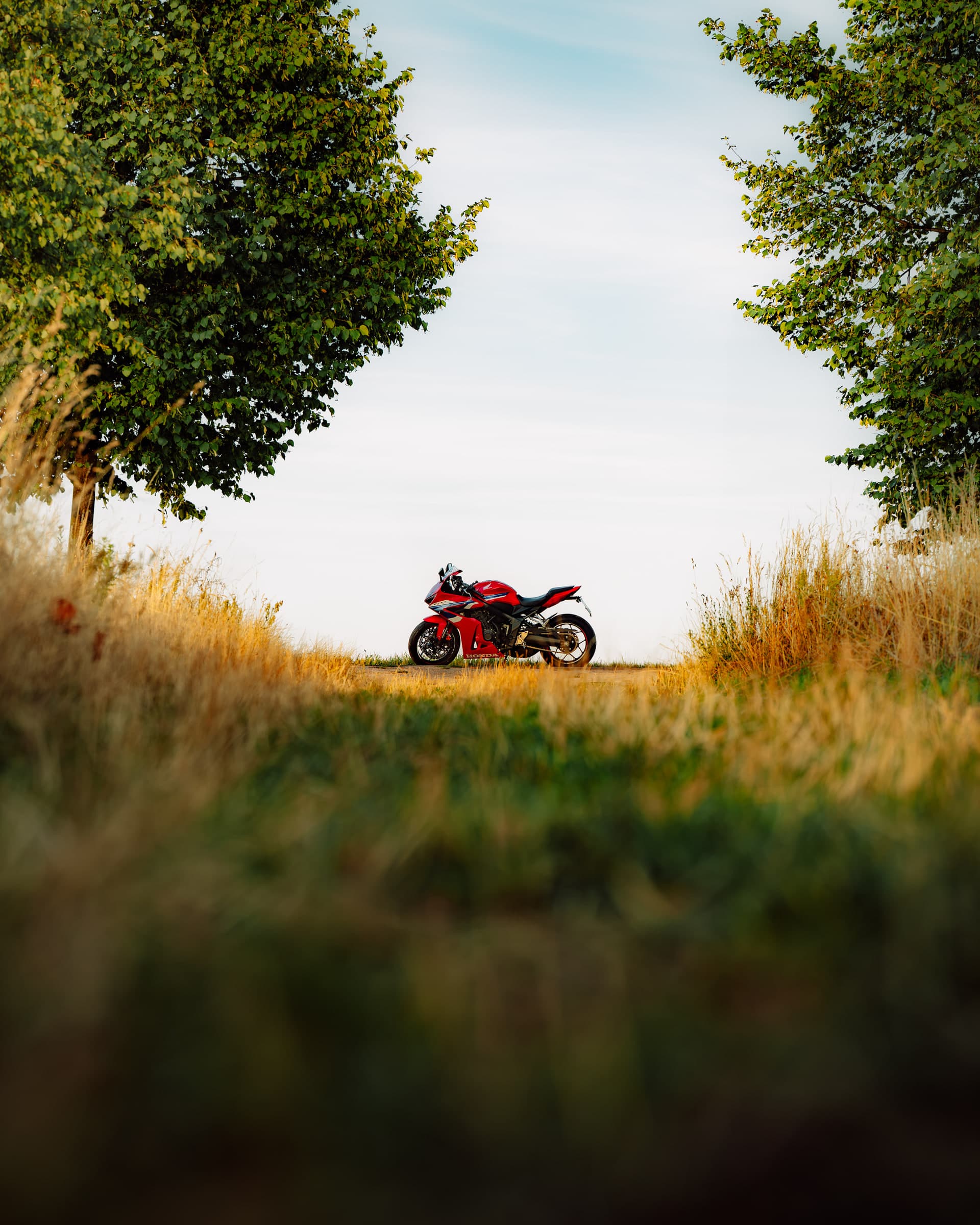 Rote Honda CBR auf einem Feldweg zwischen zwei Bäumen, durch hohes Gras fotografiert