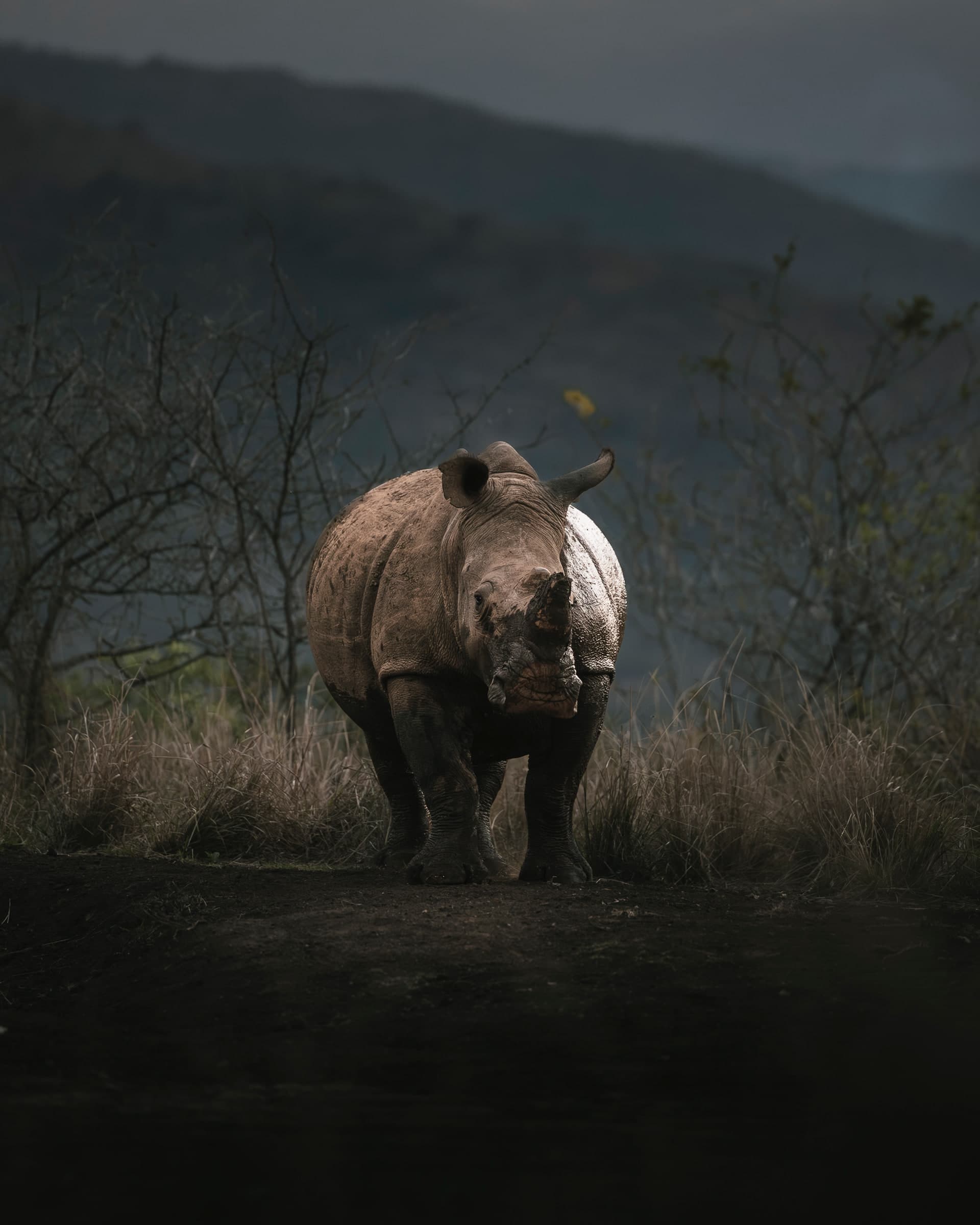 Nashorn im Gegenlicht vor gestaffelten Hügelketten in der Dämmerung