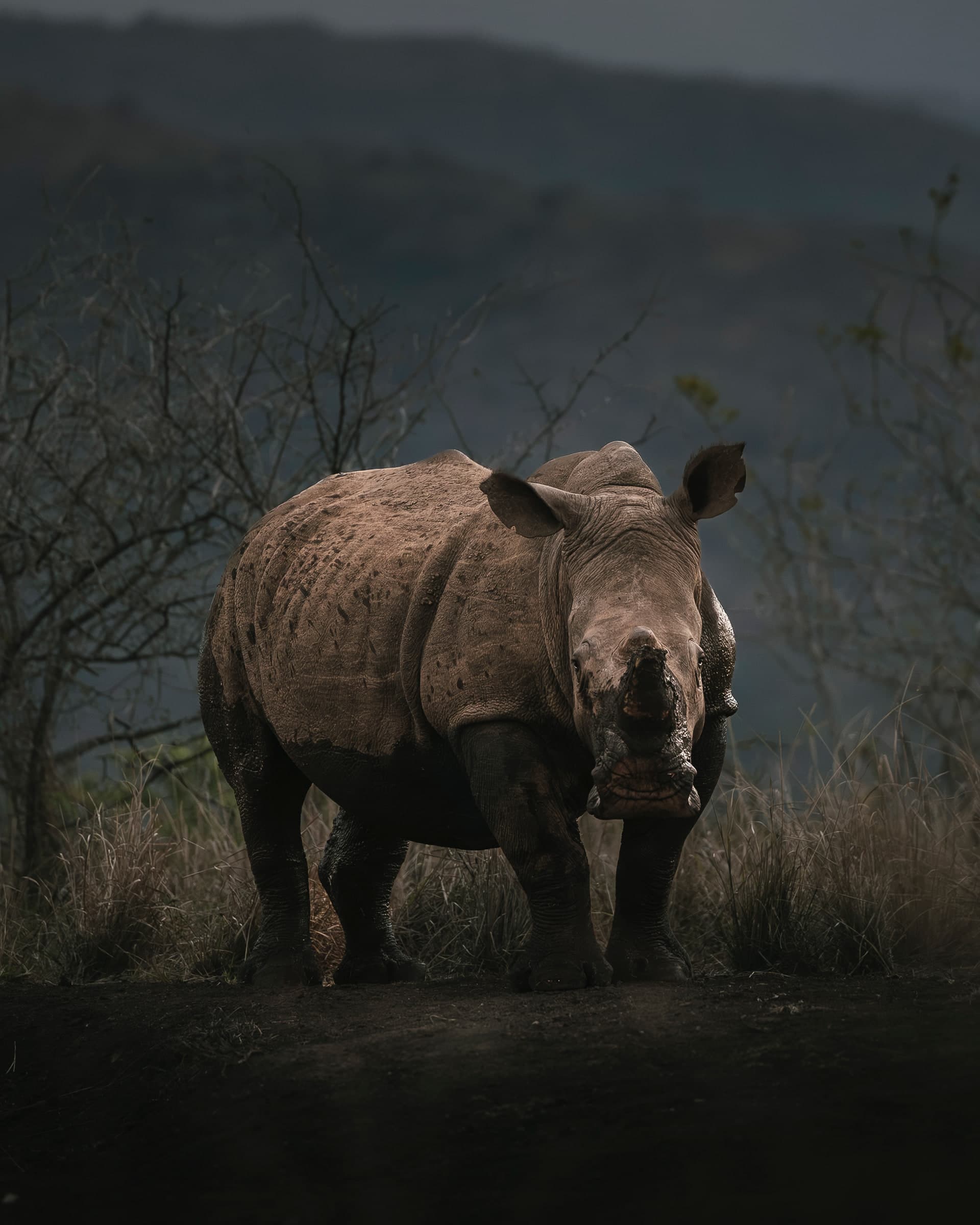 Breitmaulnashorn läuft durch trockenes Gras vor einer nebligen Hügelkette