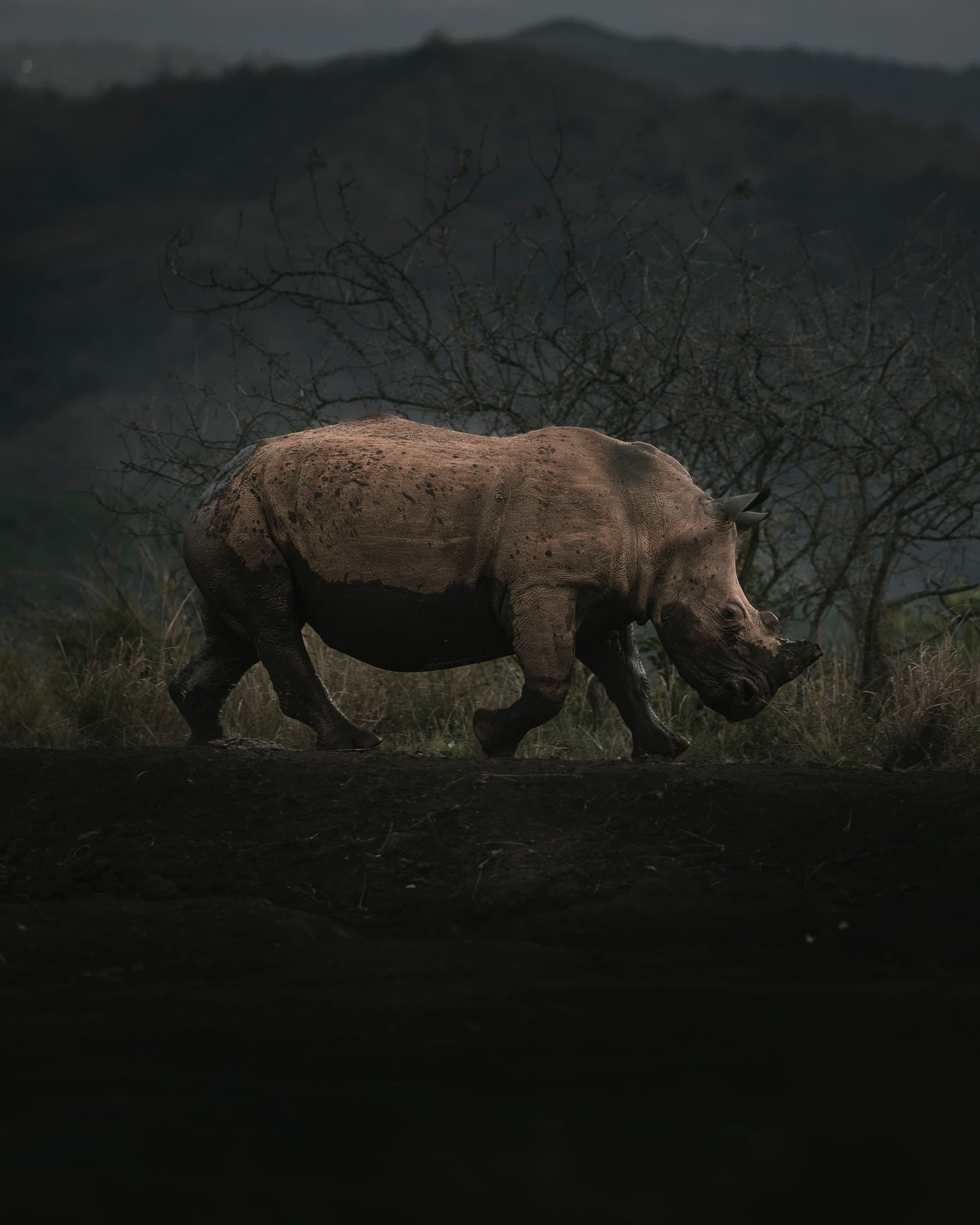 Nashorn als Silhouette auf einem Grat vor dunklem Buschland