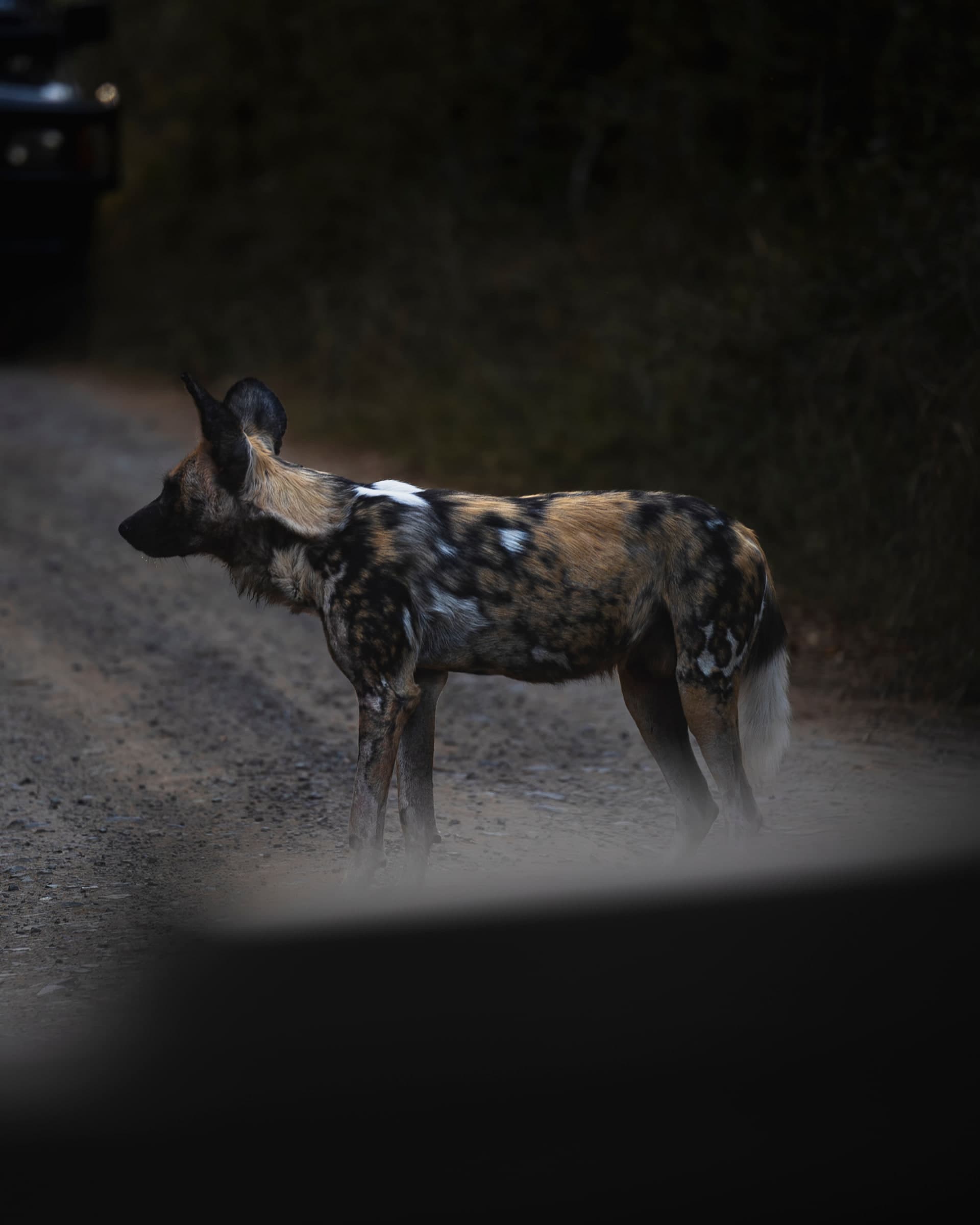 Afrikanischer Wildhund steht auf einer Sandpiste und blickt in die Kamera