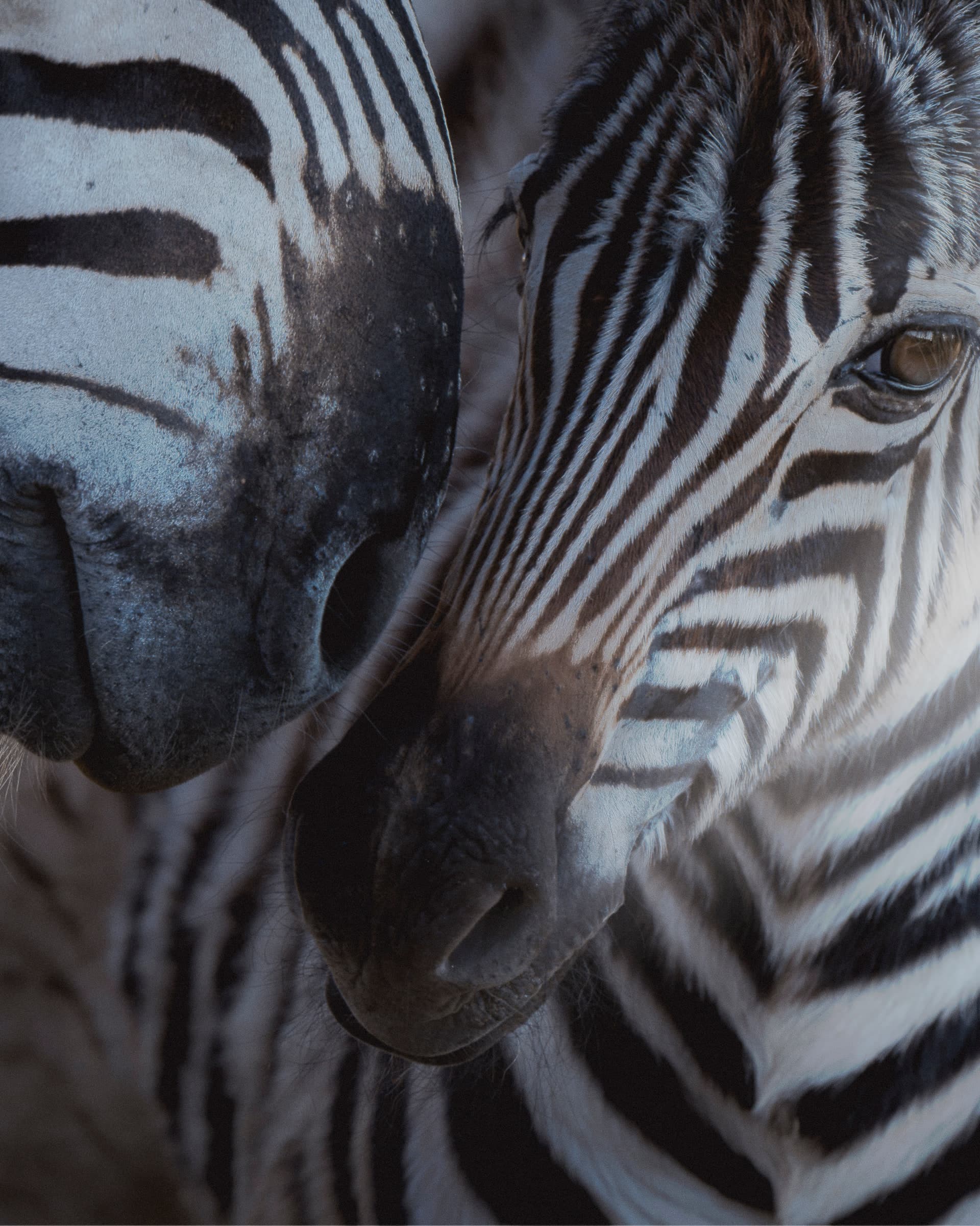 Nahaufnahme zweier Zebras, die Streifenmuster überlagern sich